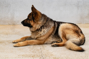 german shepherd sitting dog profile