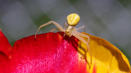 Veränderliche Krabbenspinne Misumena vatia gelb auf Tulpe