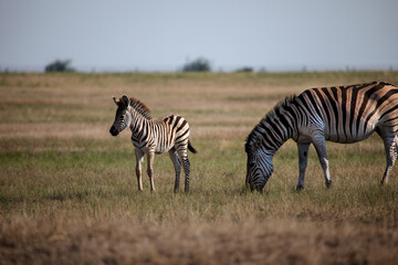 Fototapeta na wymiar zebra cub and his mother zebra in the savannah
