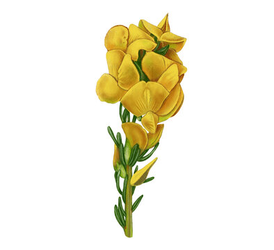illustration of honeybush flower