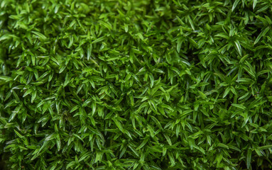 green grass moss background