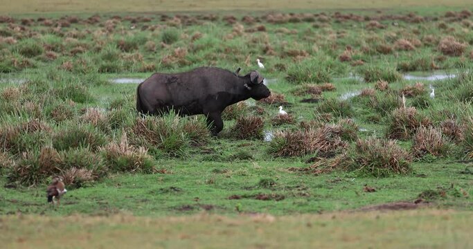 Buffalo walk in the amboseli marshes