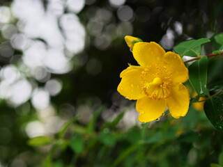 雨上がりのヒペリカム・カリシナムの開花
