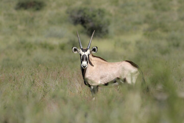 Gemsbok or South African Oryx, Kgalagadi Transfrontier Park, South Africa