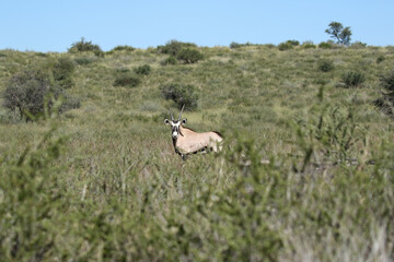 Gemsbok or South African Oryx, Kgalagadi Transfrontier Park, South Africa