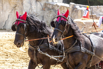 Horse driving competition: Portrait of a team of two noriker draft horses pulling a horse carriage