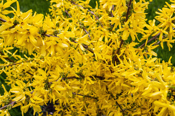 Forsythia, is a genus of flowering plants in the olive family Oleaceae.