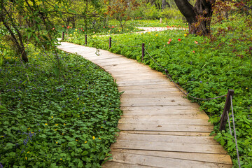 Wooden path. The carpets of primroses in Apothecary Garden - honey corydalis, pushkinia,...