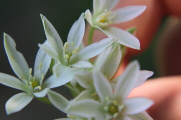 close up of white flower