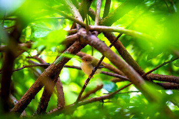 Little Bird on a Tree