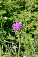 Fototapeta premium Chardon-Marue fleuri au printemps en occitanie.