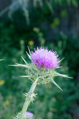 Belle floraison et couleur du chardon-Marie en occitanie