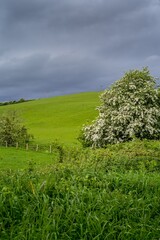 Fototapeta na wymiar green field and tree