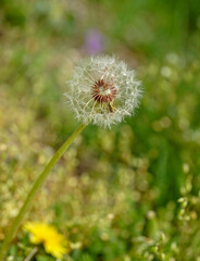 dandelion head