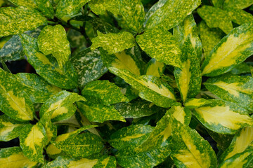 雨に濡れたアオキ