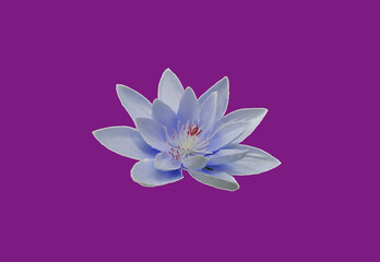 Closeup, Beautiful flower blossom blooming lotus with blue petals and white pollen isolated on violet background for stock photo or illustration, summer flowers. floral for meditation
