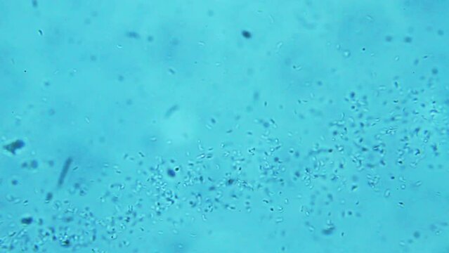 Colony of bacteria, microscope magnification