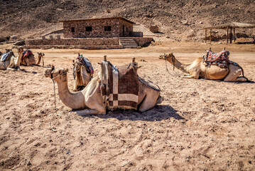 camels resting on the sand in desert
