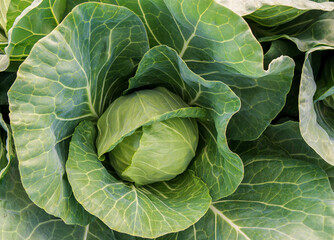 head of young green cabbage close-up.
