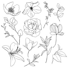 Vector black linear set of lily, anemone and rose. Hand painted meadow flowers and leaves isolated on white background. Floral illustration for design, print or background.