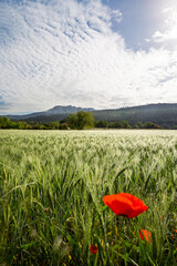 montagne sainte victoire