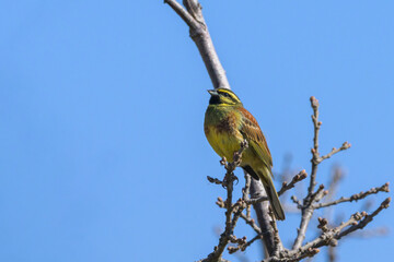 A Cirl bunting sitting on top of a bush
