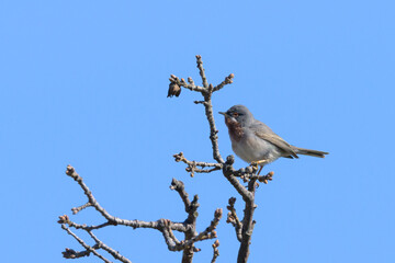 An adult subalpine warbler sitting on a bush