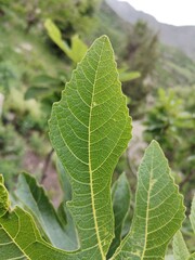 Macro capture of fig leaves