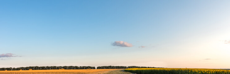 Panoramic view of sunflower field with sky and bales of wheat