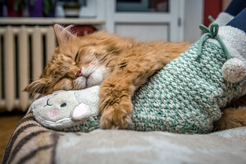 red cat sleeps on human feet