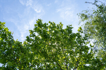 Fototapeta na wymiar Blue sky and green leaves on a summer day