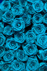 Róże turkusowe © Marart.pl