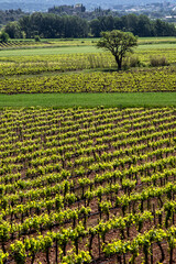   vignoble sainte victoire