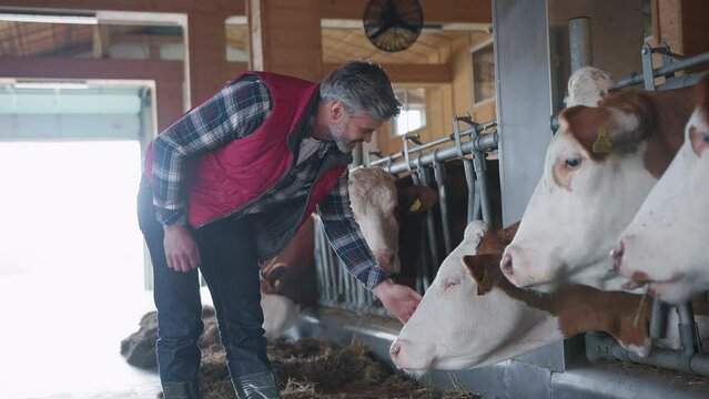 Footage of mature man stroking cows on the farmhouse. Farmer owner touching cows forehead, taking care of animals on farm indoors, cattle ranch, food, healthy, breed, milk, glad, employee, technician