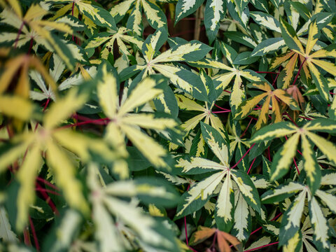 Group of green and yellow five-pointed leaves. Variegated Bitter Cassava leaves.