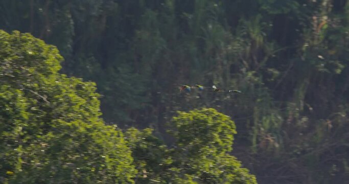 A flock of red bellied macaw are seen flying in the distance in front of the jungle trees, following shot