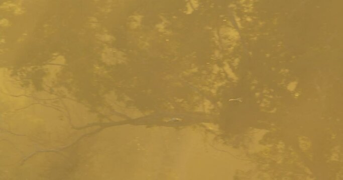 A pair of parrots fly off into the distance over the canopy of a tropical rainforest at dawn with a warm yellow hazy sky, following shot