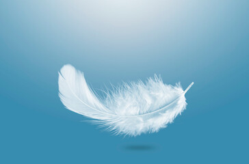 Abstract Single White Fluffly Feather Falling in The Air. Down Swan Feather. 