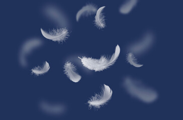 Fototapeta na wymiar Abstract White Bird Feathers Falling in The Air. Swan Feather on Dark Blue. Down Feathers.