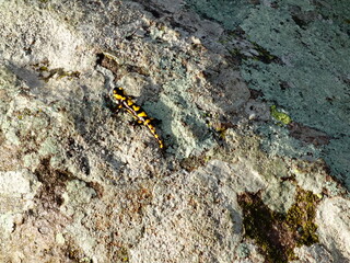 Black and Yellow Lizard on a Stone