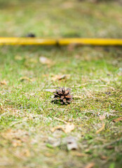 Pine cone lying on green juicy grass ground on summer day