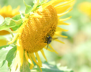 ひまわりとクマバチ