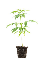 Fototapeta na wymiar Growing marijuana in the pot, cannabis plants