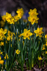 Obraz premium yellow daffodils in spring