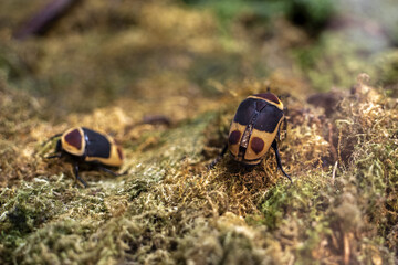 sun beetle pachnoda marginata scarab
