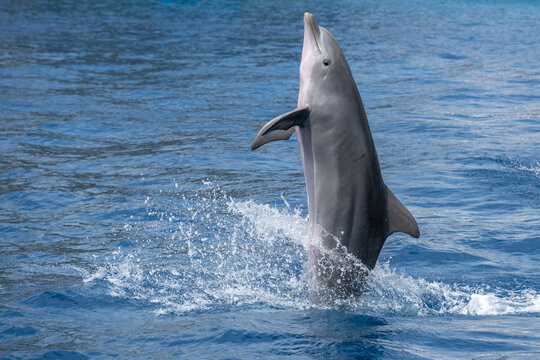 bottlenose dolphin back flip swimming outside the water