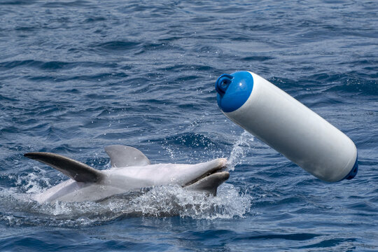 dolphin playing with plastic buoy