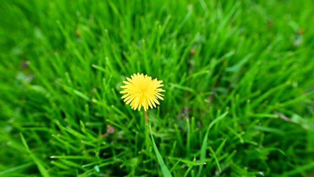 Dandelion in a lawn 
