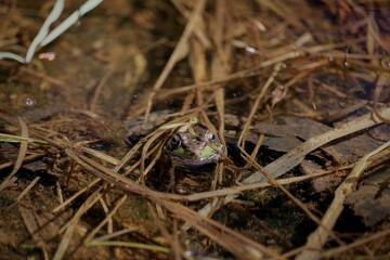 Frog hiding under grass in pond 