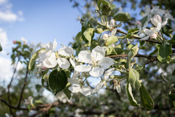 Apple blossom, branch with flowers, spring blossom. Sunny day, blurred background.
